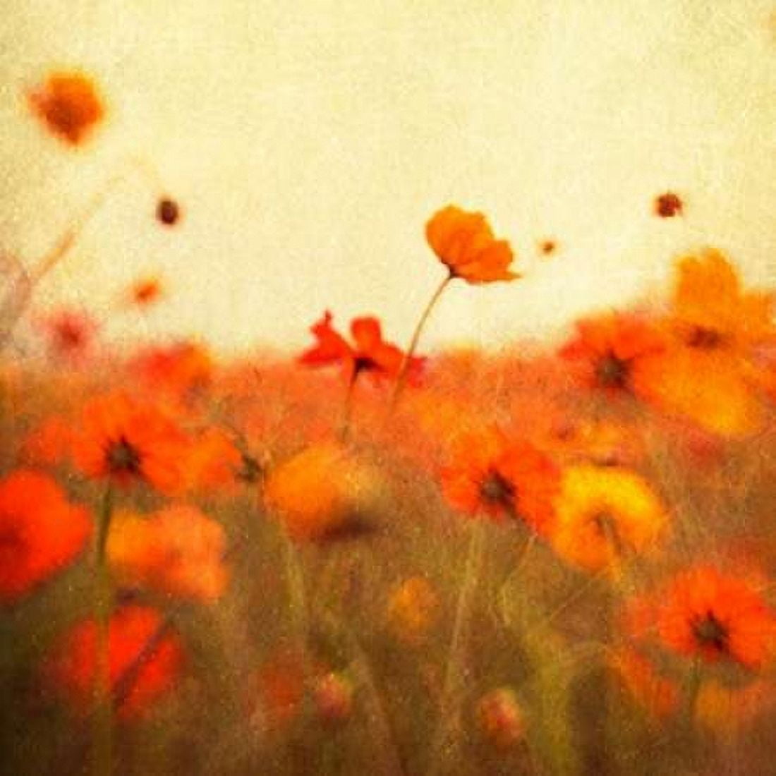 Orange Happiness Canvas Art - Dawn D Hanna (24 x 24)