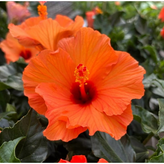Orange Hibiscus Start Live Plant 5-7" Tall Seedling Plant Orange Hibiscus Flower Plant Perennial Flowering Shrub Outdoor Indoor Garden