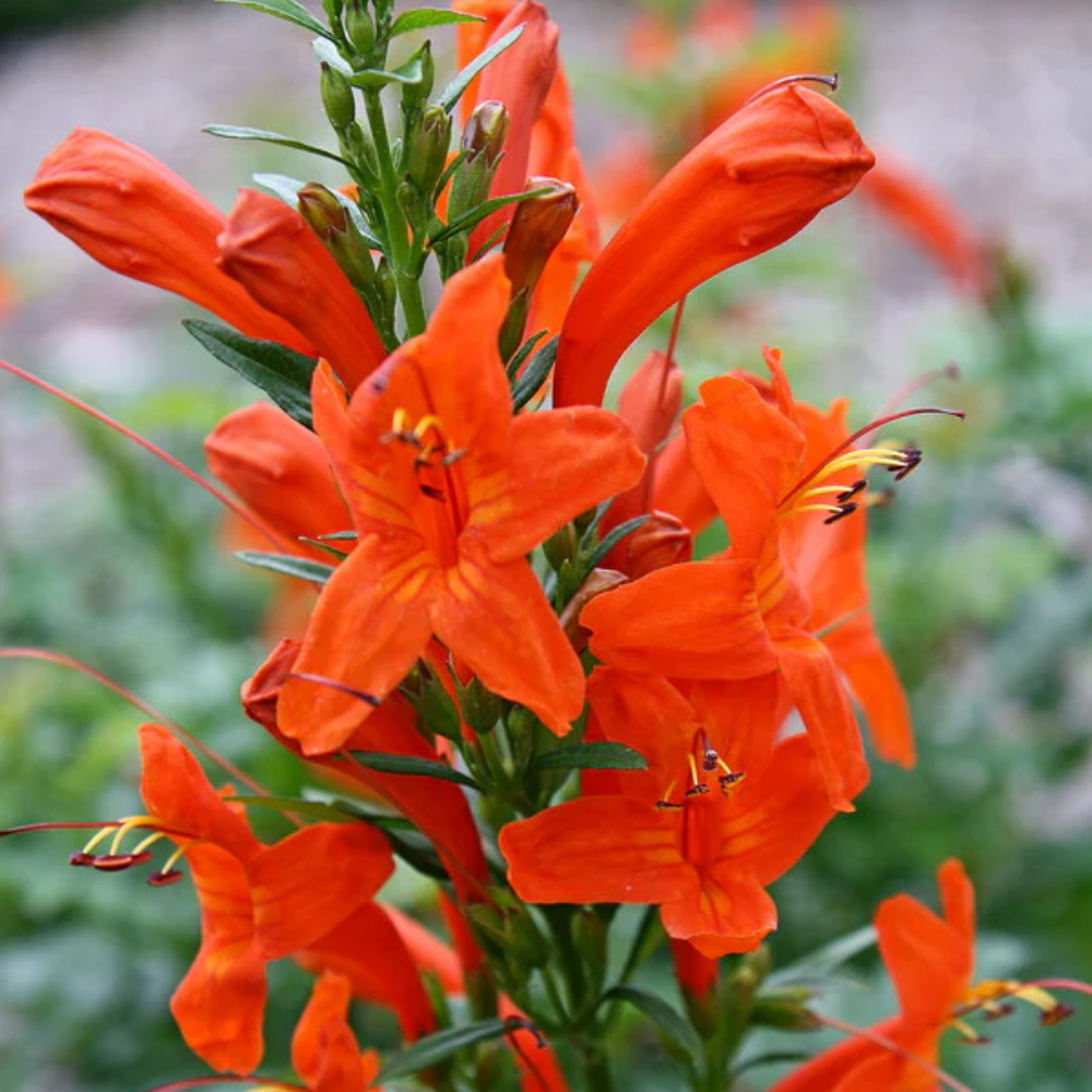 Orange Honeysuckle Plant Live, 4 to 6'' Tall, Cape Honeysuckle Flower Vine Perennial
