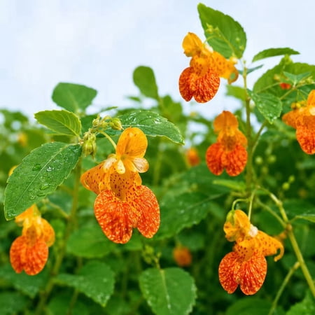 Orange Jewelweed Seeds for Planting, 10+ Impatiens Capensis (Touch-Me-Not) Heirloom Non-GMO Wildflower Seeds, Native Shade-Loving Annual Flower for Woodland, Rain Garden & Pollinator Garden