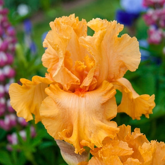 Direct Gardening Orange King Bearded Iris Bare Root Perennial Rhizome