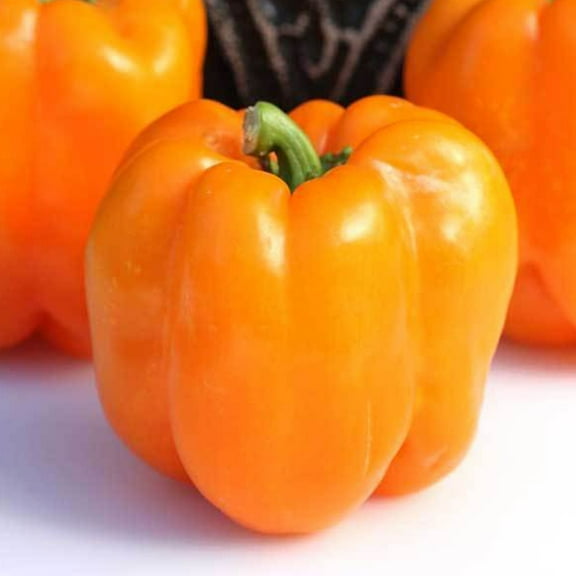 Orange King Bell Pepper Seeds - 250 mg ~30 Seeds - Non-GMO, Open Pollinated, Heirloom, Vegetable Gardening Seeds - Sweet Pepper