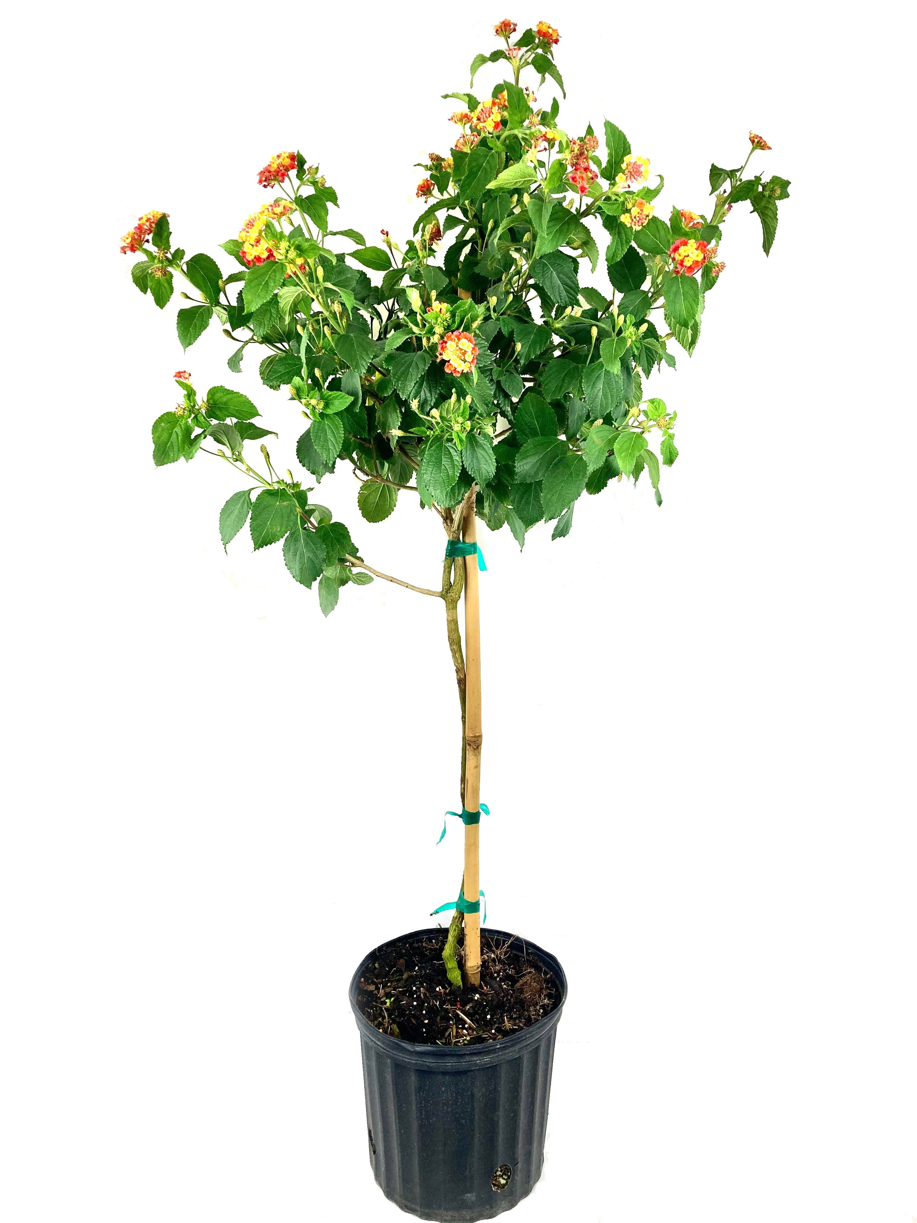 Orange Lantana Flower Tree - Live Plant in a 10 Inch Pot - 3-4 Feet ...