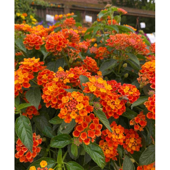 Orange Lantana Live Plant, Fragrant Lantana Flowers Perennial Plant for Home Garden 4 to 6 Inc Tall