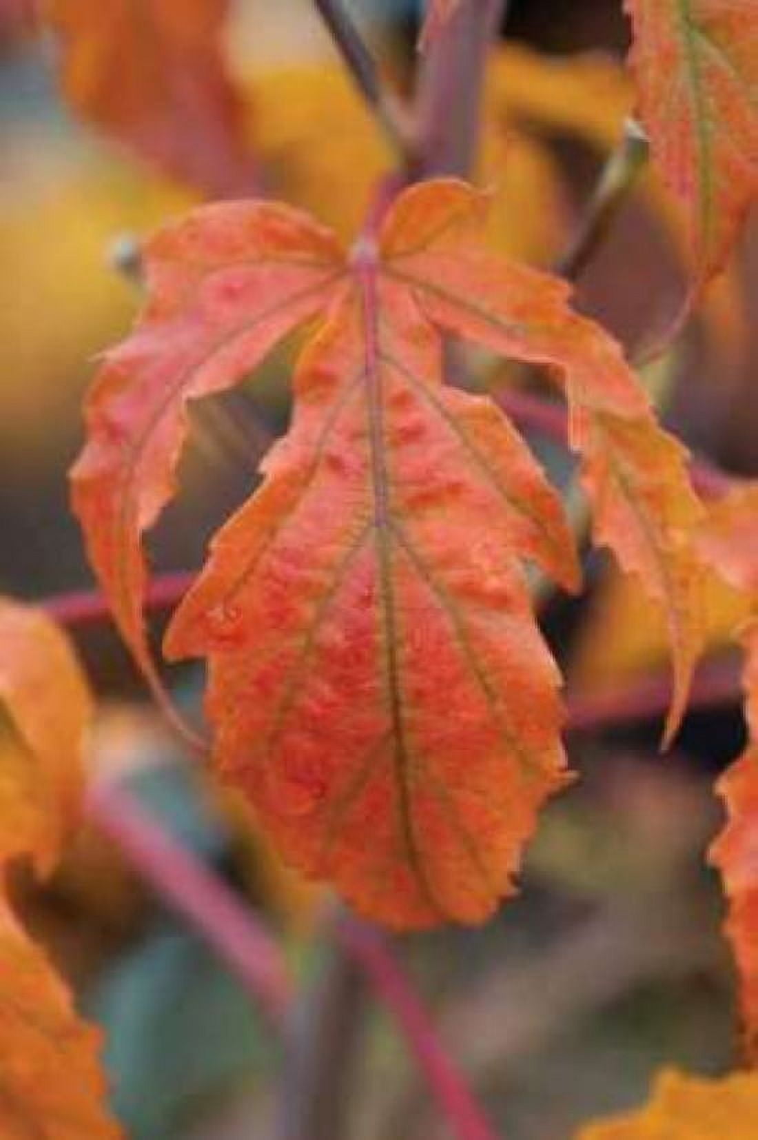 Orange Leaves I Canvas Art - Erin Berzel (20 x 28)