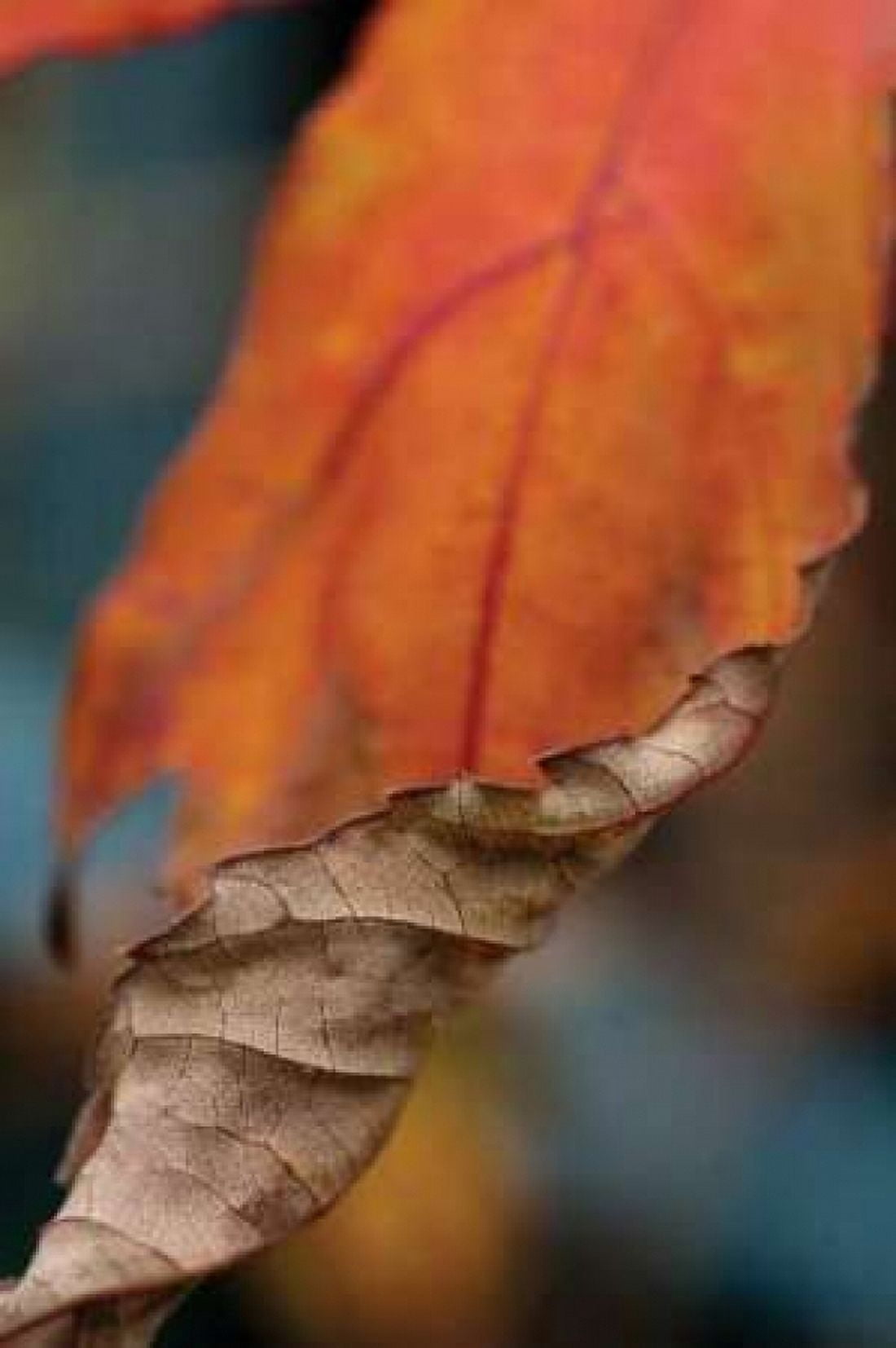 Orange Leaves II Canvas Art - Erin Berzel (20 x 28)