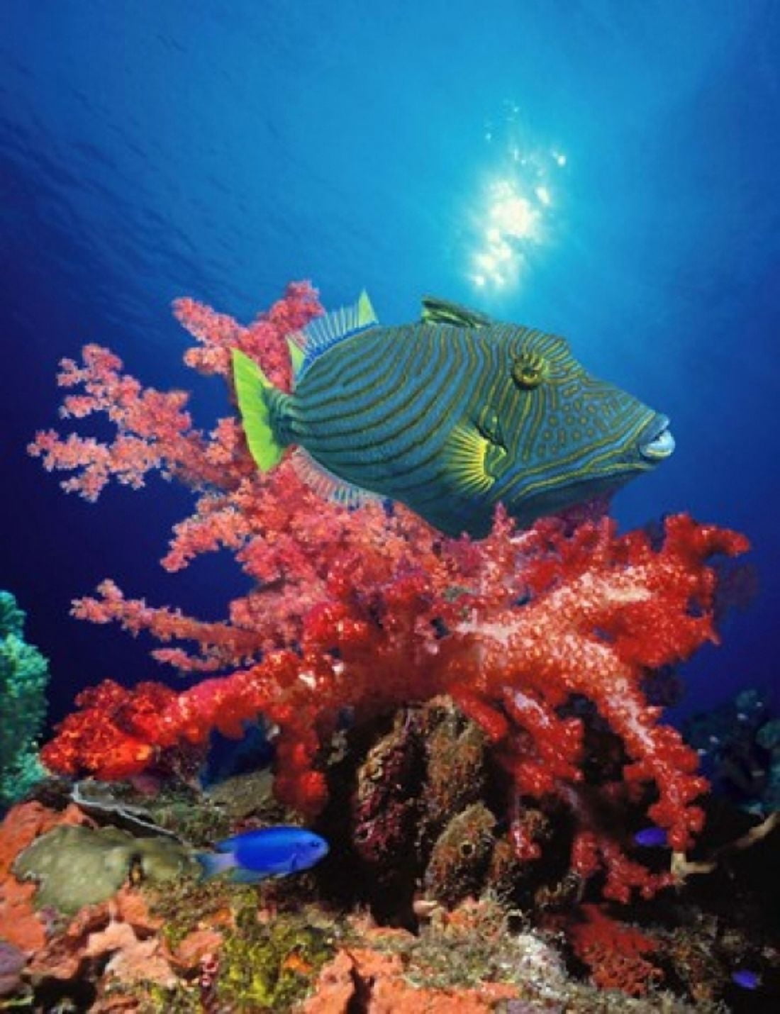 Orange-Lined triggerfish (Balistapus undulatus) and soft corals in the ocean Canvas Art - Panoramic Images (28 x 22)