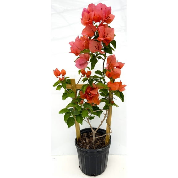 Orange Live Plant Bougainvillea Vine 6" Pot Trellis Fast Growing Full Sun NO CA Perennial/Annual