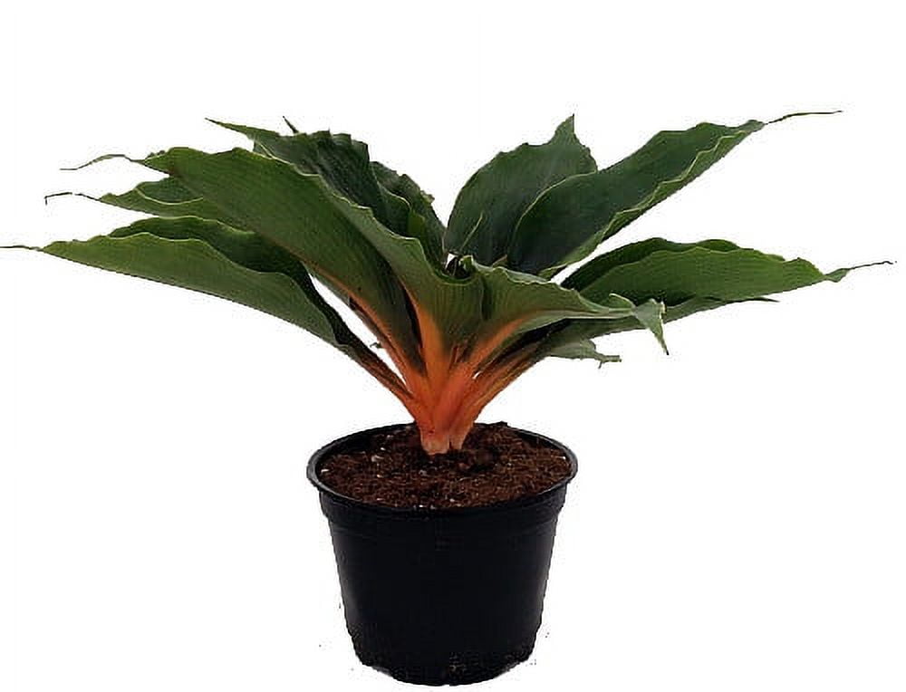 Orange Mandarin Spider Plant - Chlorophytum - 6" Pot - Walmart.com
