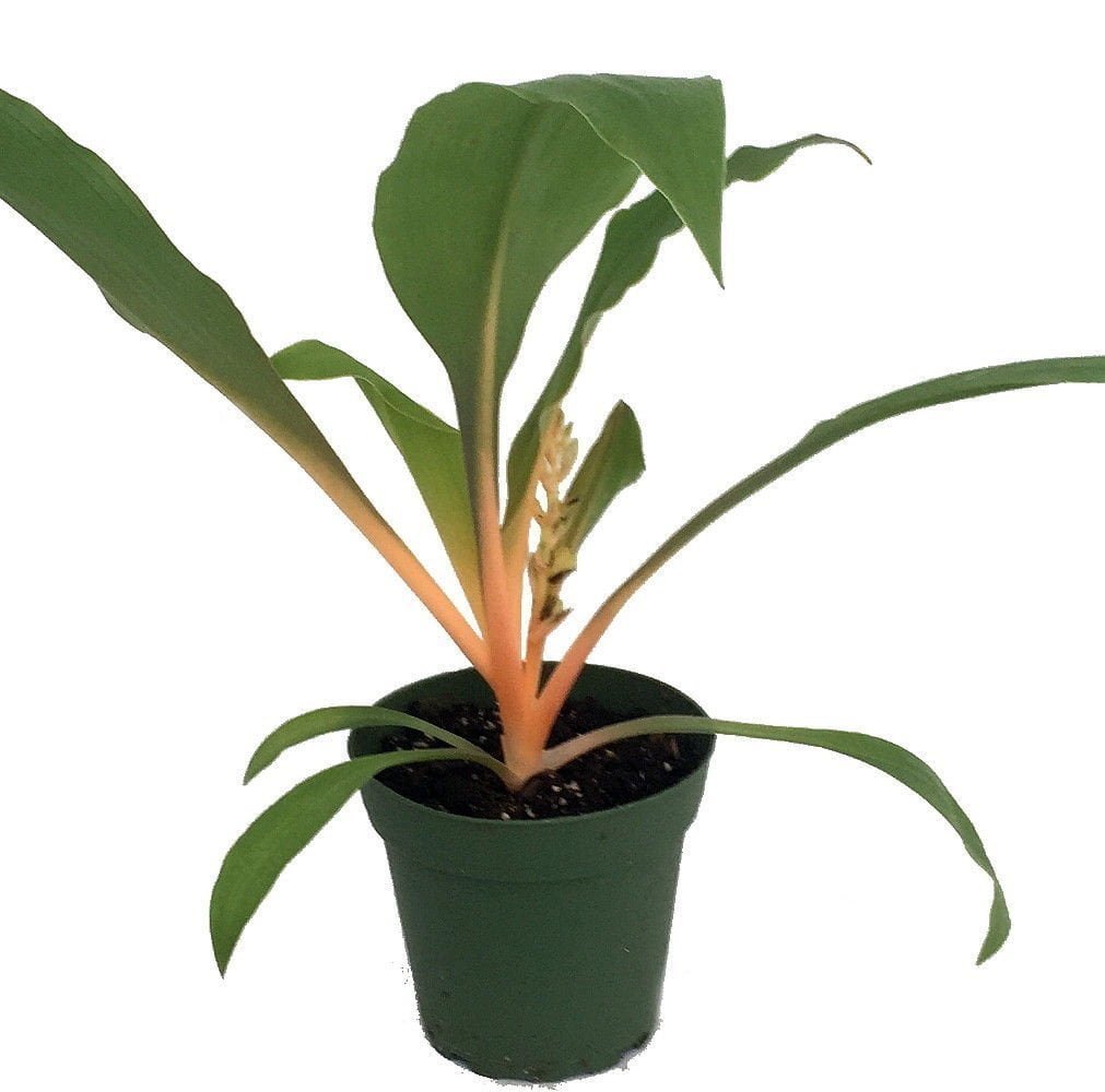 Orange Mandarin Spider Plant - Chlorophytum - Live Plant - 4" Pot -  Walmart.com