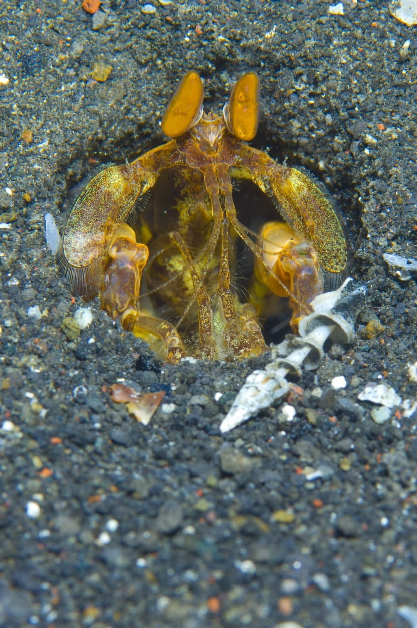 Orange Mantis Shrimp in its burrow Papua New Guinea Canvas Art - Steve JonesStocktrek Images (12 x 18)