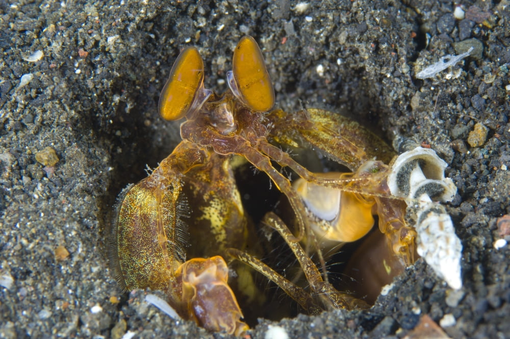 Orange Mantis Shrimp in its burrow Papua New Guinea Canvas Art - Steve JonesStocktrek Images (35 x 23)