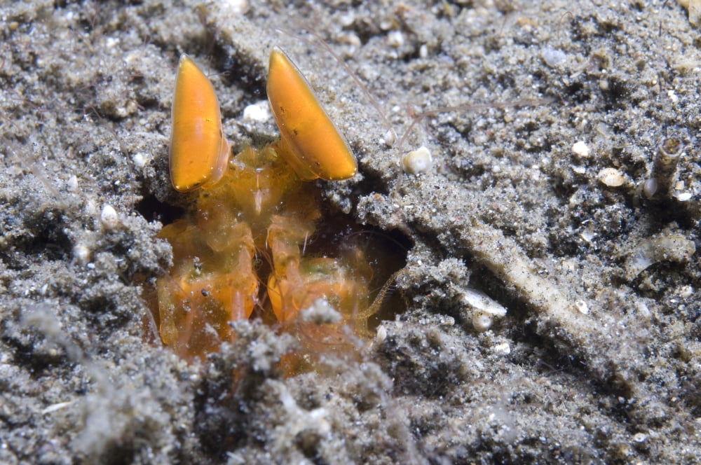 Orange Mantis Shrimp in its burrow Papua New Guinea Canvas Art - Steve JonesStocktrek Images (35 x 23)