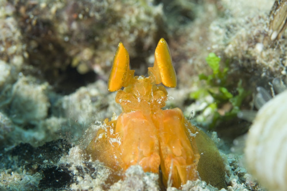 Orange Mantis Shrimp peering from a burrow Solomon Islands Canvas Art - Steve JonesStocktrek Images (18 x 12)
