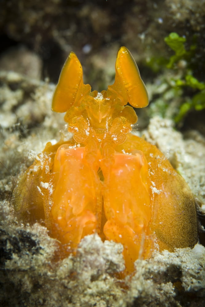Orange Mantis Shrimp peering from a burrow Solomon Islands Canvas Art - Steve JonesStocktrek Images (23 x 35)