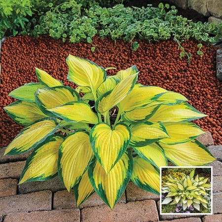 Orange Marmalade Hosta Dormant Bareroot Starter Plant (1-Pack)
