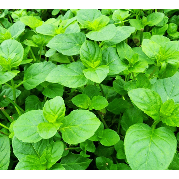 Orange Mint Plant 5 Inch Height in 3.5'' Pot, Fragrant, Hardy, Perennial Herbs for Planting Indoor Outdoor