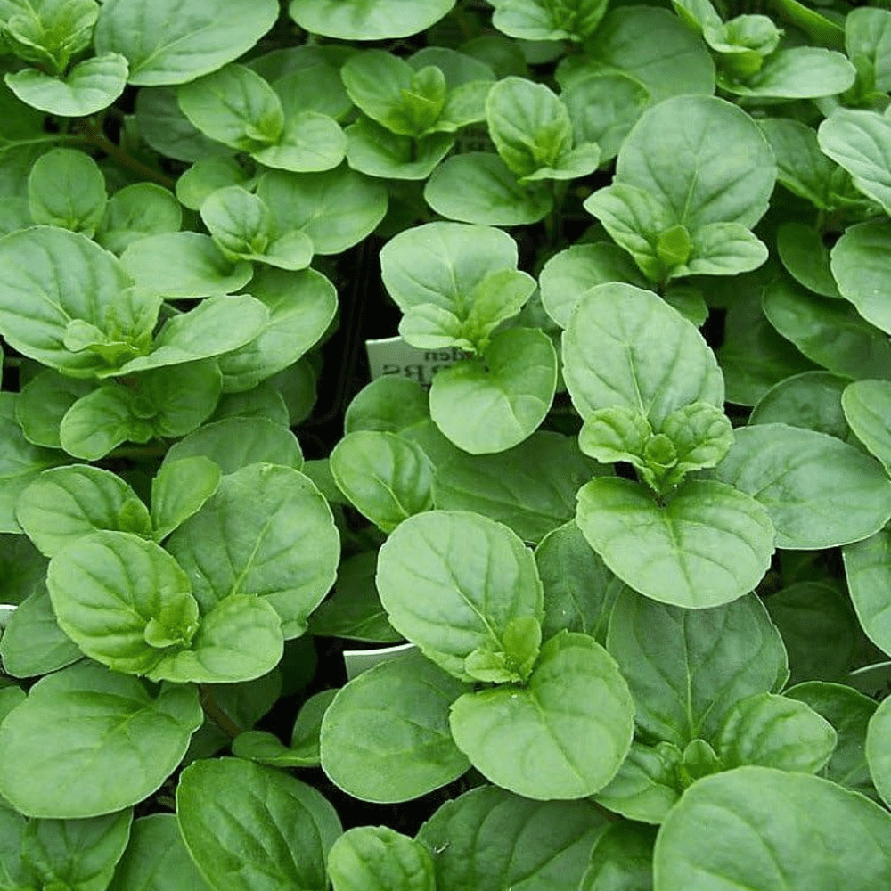 Orange Mint Plant Live, Mint Herb Plant Outdoor Indoor Garden Planting 4'' Pot