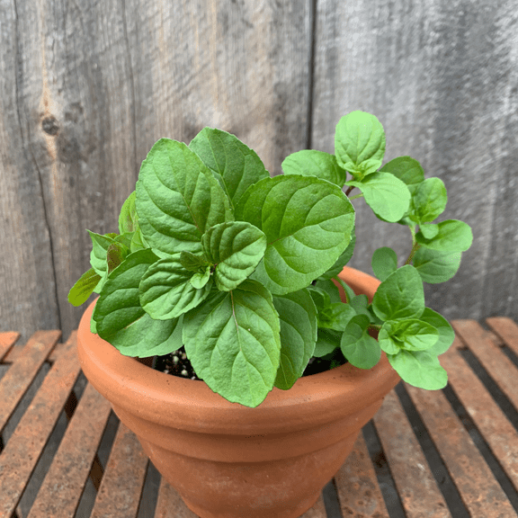 Orange Mint Plant Live, Mint Herb Plant Perennial Outdoor Planting 4'' Pot