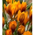 thumbnail image 1 of Orange Monarch Crocus Bulbs for Planting, Stunning Orange is a Rare Sight in Early Spring (30 Bulbs), 1 of 1