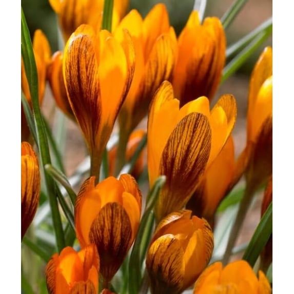 Orange Monarch Crocus Bulbs for Planting, Stunning Orange is a Rare Sight in Early Spring (30 Bulbs)