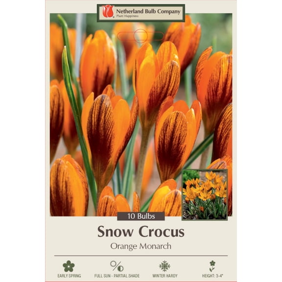 Orange Monarch Snow Crocus - 5/+ cm Bulbs - 10 Bulbs