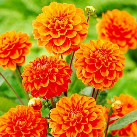 Orange Nugget Border Dahlia Flower Bulbs - 3 Tubers per Pack - Deer Resistant - Good as Cut Flowers - Good For Indoor Forcing - Grows Well In Containers - Easy to Grow Live Plants - Outdoor Garden