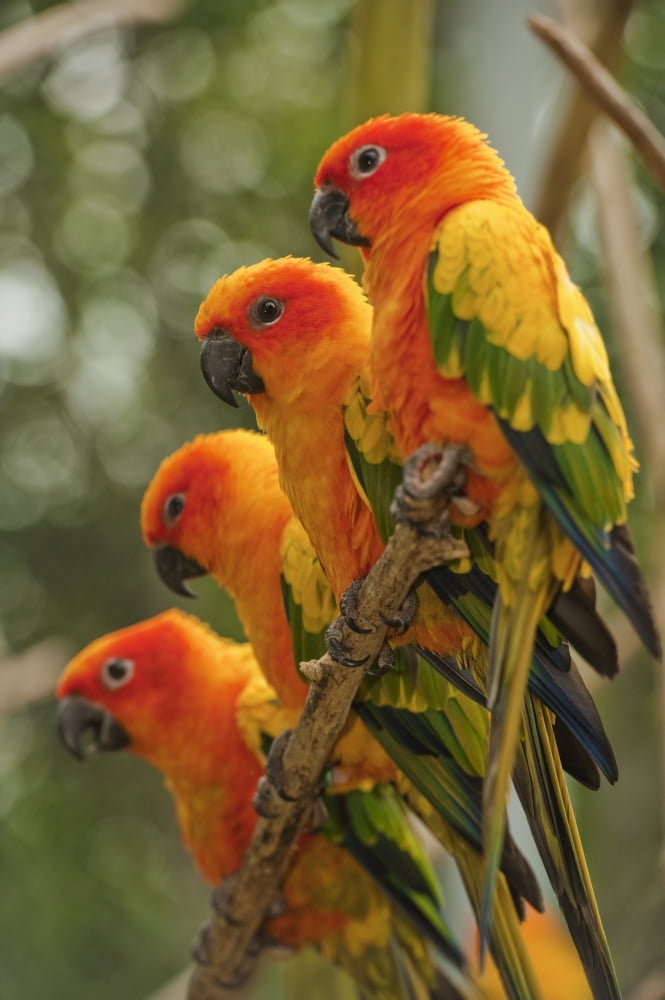 Orange Parakeets Chiang Mai Thailand Canvas Art - Stuart Corlett Design Pics (12 x 19)