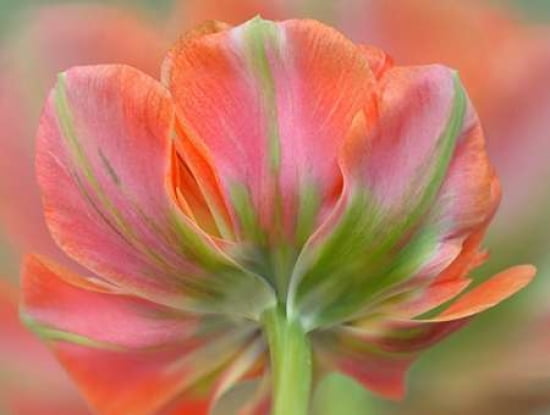 Orange Pink Tulip Canvas Art - Cora Niele (22 x 28)