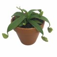 thumbnail image 1 of Orange Pitcher Plant - Nepenthes - Carnivorous - 3" Clay Pot, 1 of 2