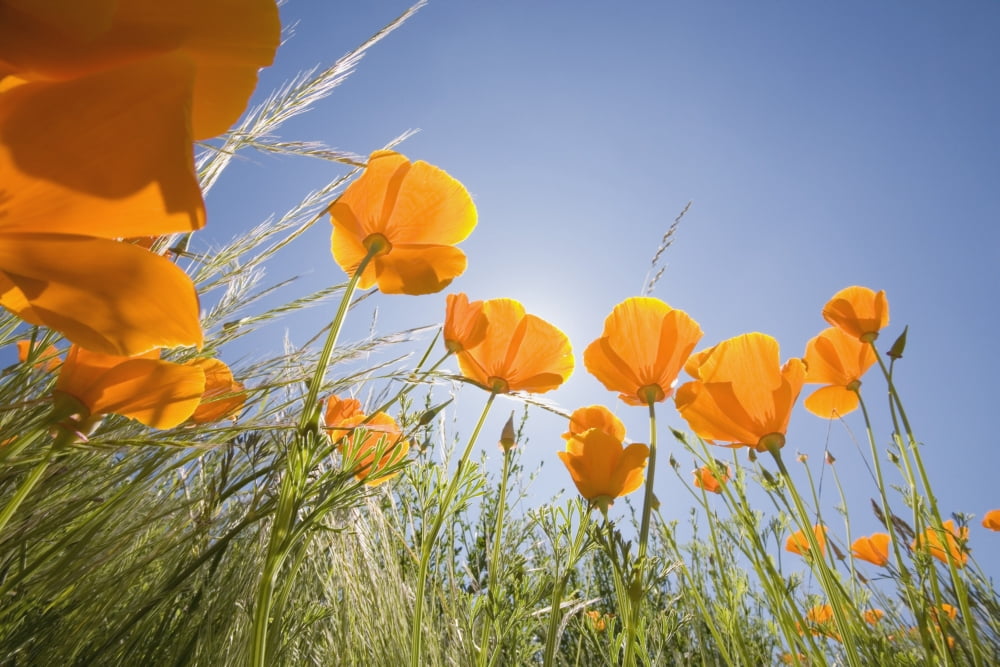Orange Poppies Canvas Art - Craig Tuttle Design Pics (19 x 12)