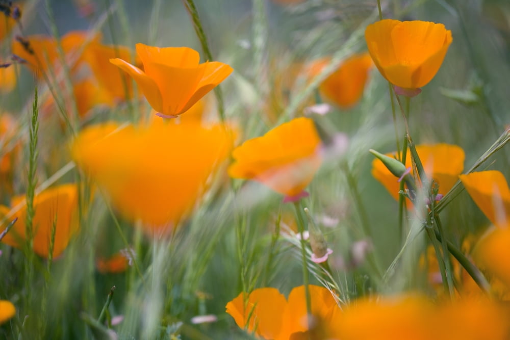 Orange Poppies Canvas Art - Craig Tuttle Design Pics (20 x 13)