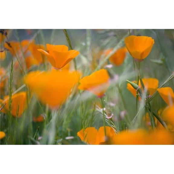 Orange Poppies Poster Print