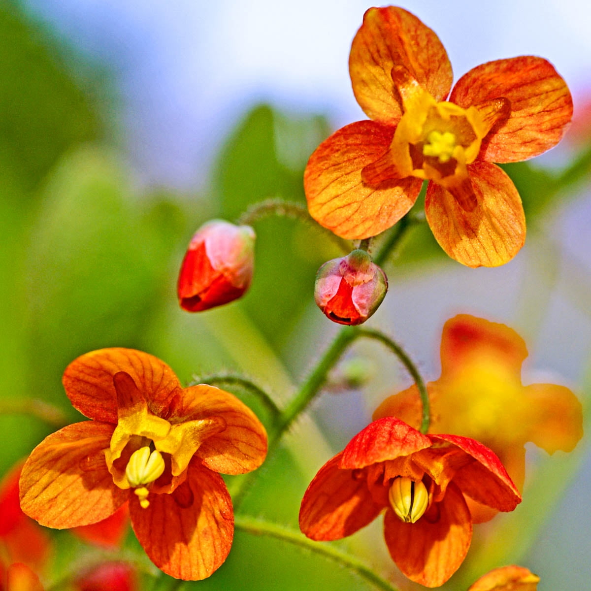 Orange Queen Epimedium, Dormant Bare Root Flowering Perennial Root (1-Pack)