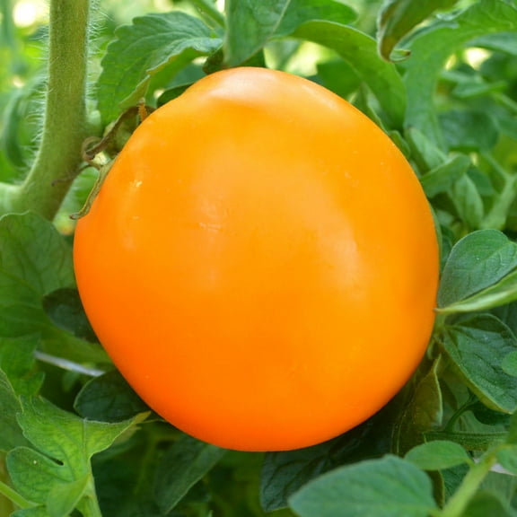 Orange Queen Tomato Seeds - 300 Mg Packet ~65 Seeds - Non-GMO, Heirloom - Vegetable Garden - Solanum lycopersicum