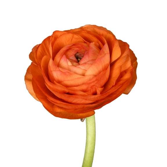Orange Ranunculus - 30 Farm Direct Fresh Cut Flowers - 140 Stems - by Bloomingmore