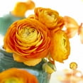 thumbnail image 1 of Orange Ranunculus Bulbs for Planting, Beautiful Long Lasting Flowers (20 Bulbs), 1 of 3