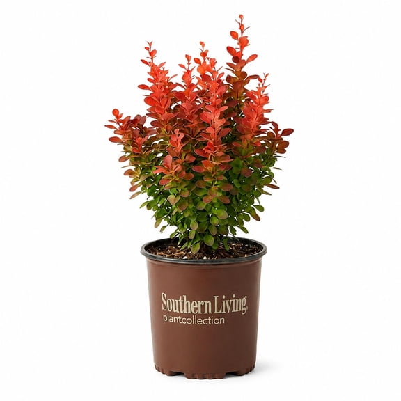 Southern Living Orange Rocket Barberry Live Shrub in 2.5-Quart Grower Pot