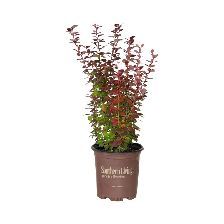 Orange Rocket Barberry - Live Shrub with Colorful Foliage - 2.5 Qt Orange Rocket Barberry - Live Shrub with Colorful Foliage - 2.5 Qt