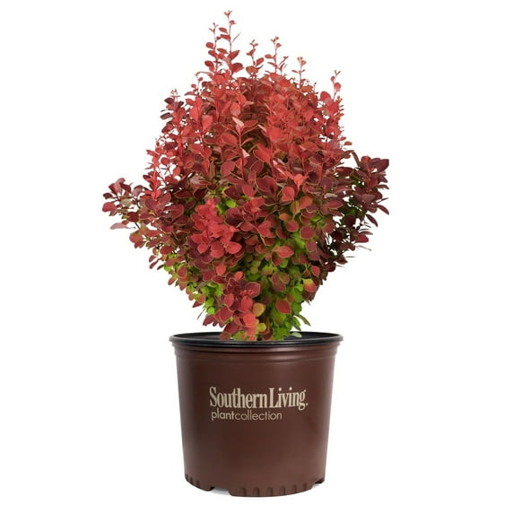 Southern Living Orange Rocket Barberry Live Shrub in 2.5-Quart Grower Pot