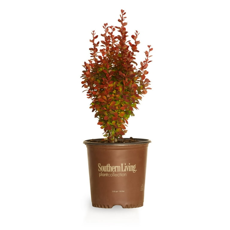 Orange Rocket Barberry - Live Shrub with Colorful Foliage - 2.5 Qt Orange Rocket Barberry - Live Shrub with Colorful Foliage - 2.5 Qt
