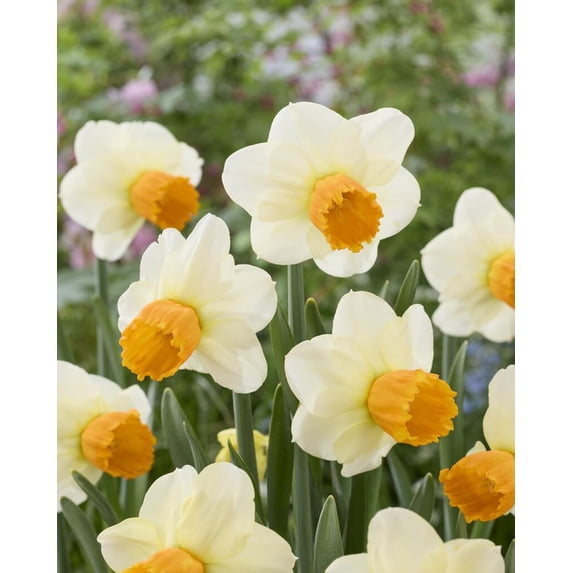 Orange Rocket Large Cupped Daffodil Bulbs for Planting - Stunning Color and Large Blooms (5 Bulbs)