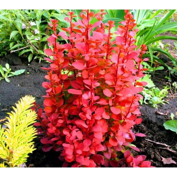 Orange Rocket Upright Barberry - Live Plant ( 1 QT )