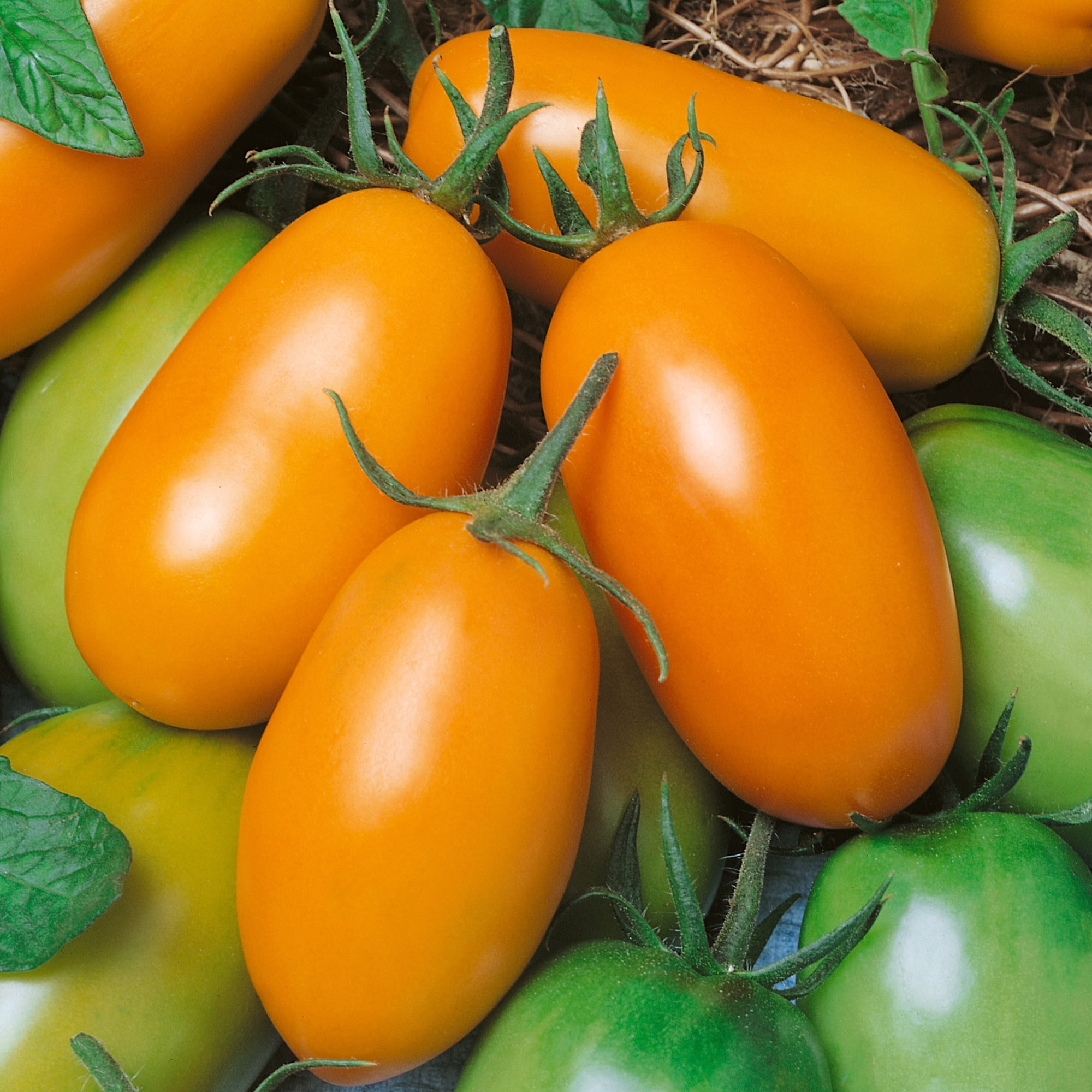 Orange Roma Tomato Seeds - 1 Oz ~6800 Seeds - Non-GMO, Heirloom - Vegetable Garden - Solanum lycopersicum