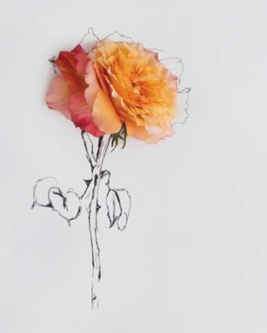 Orange Rose Canvas Art - Anna Newell (24 x 30)