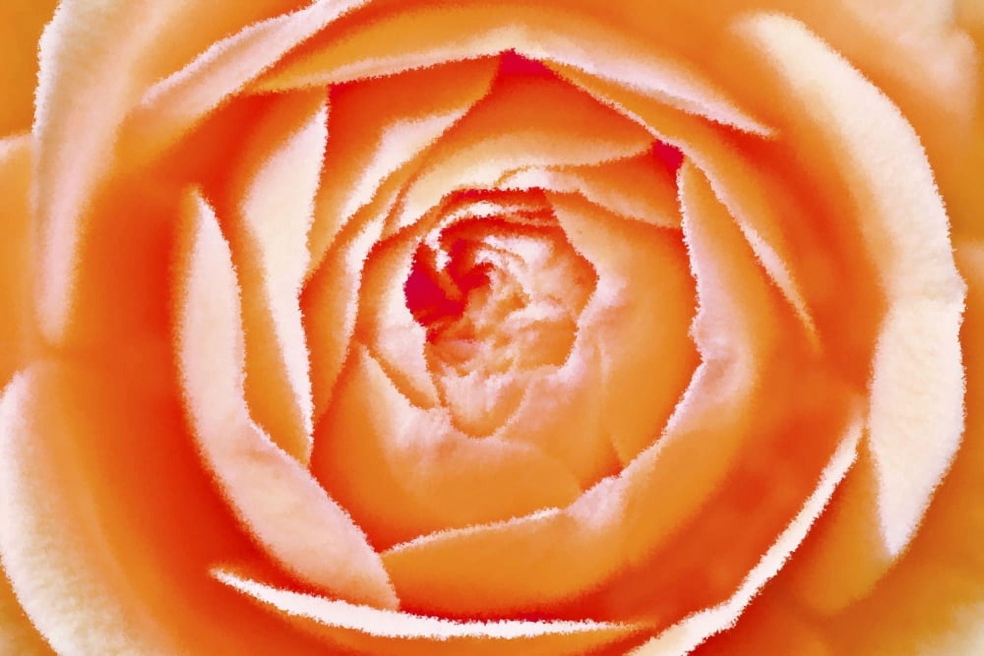 Orange Rose Canvas Art - Chris and Kate Knorr Design Pics (18 x 12)
