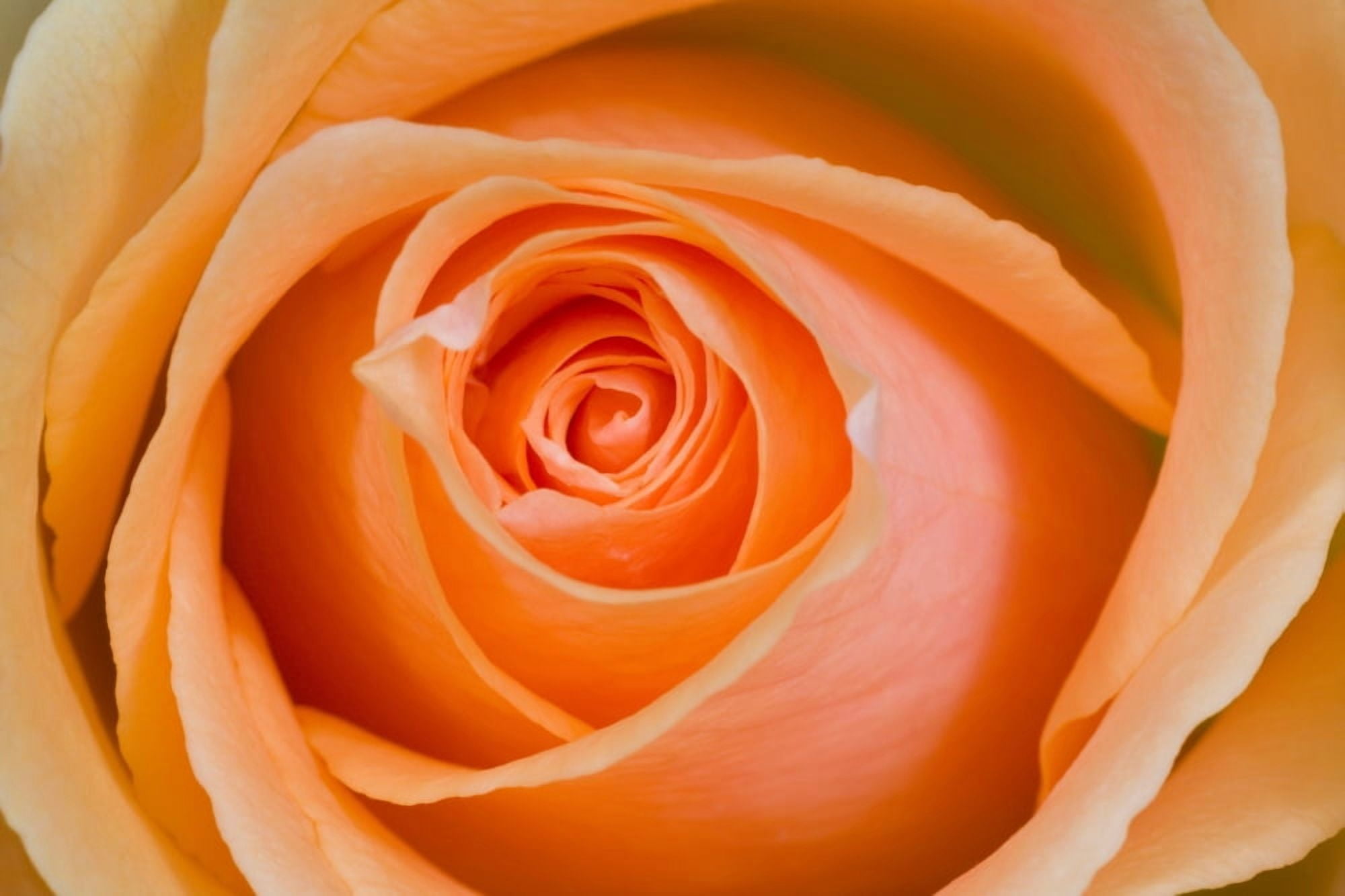 Orange Rose Canvas Art - Craig Tuttle Design Pics (17 x 11)