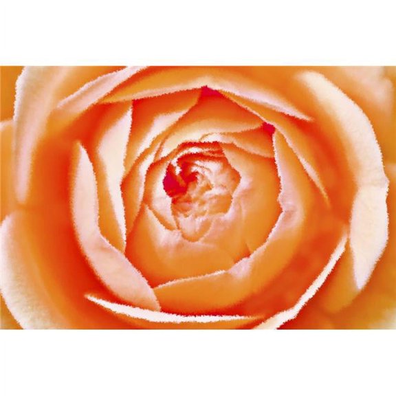 Orange Rose Poster Print by Chris & Kate Knorr - 36 x 24 - Large