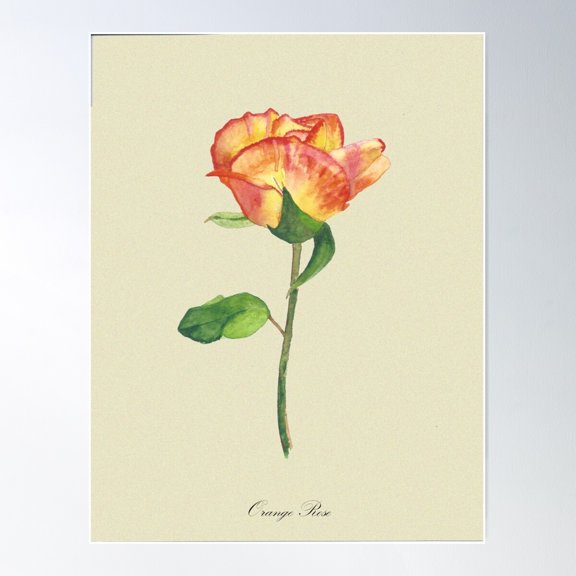 Orange Rose Watercolor Poster Wall Art, Modern Wall Decor For Living Room Bedroom, 24x36 UNFRAMED