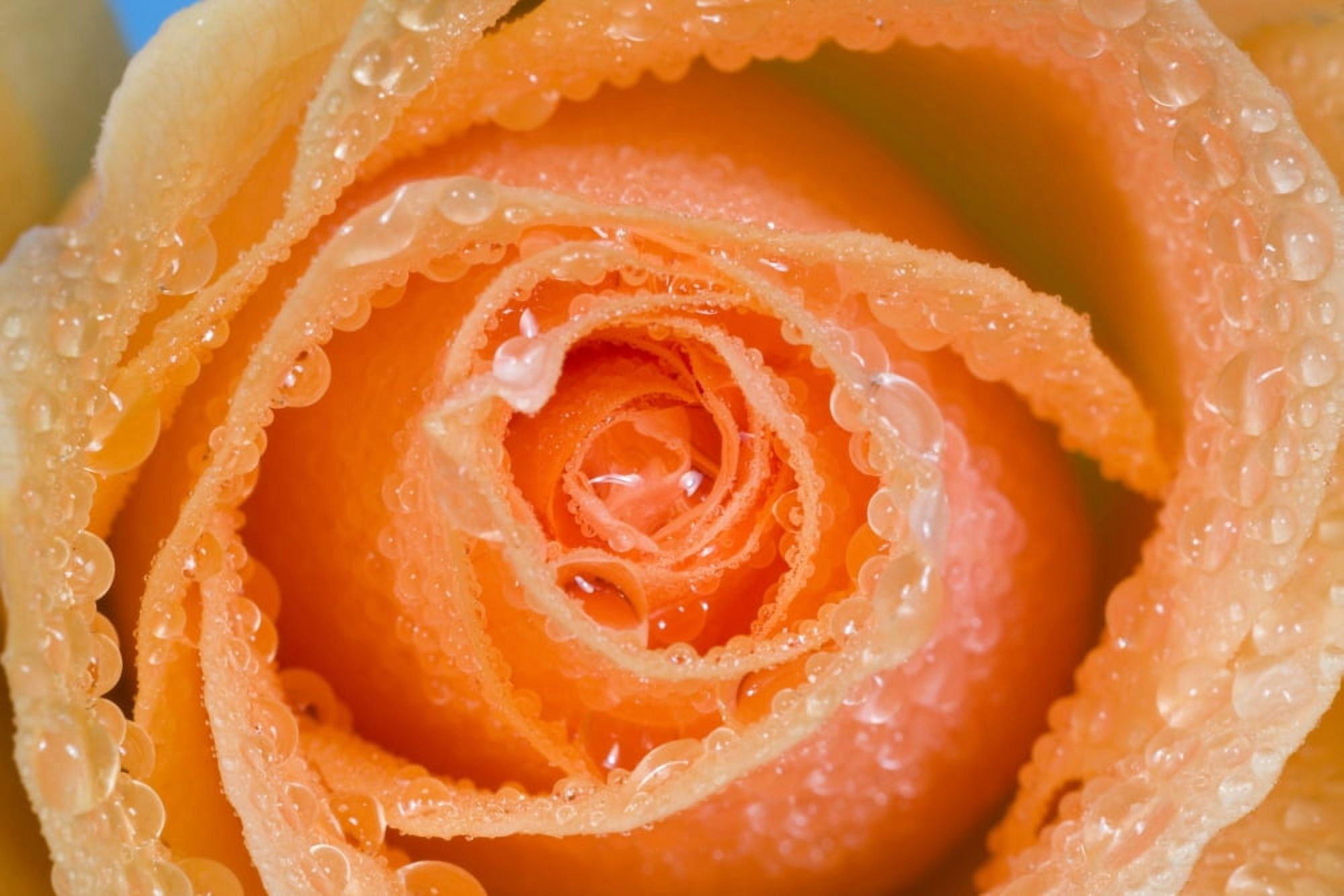 Orange Rose With Dew Canvas Art - Craig Tuttle Design Pics (17 x 11)